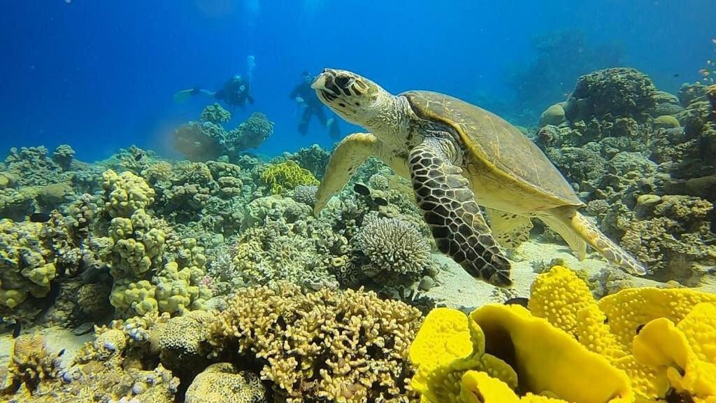 Bait Alaqaba Dive Center & Resort Екстер'єр фото
