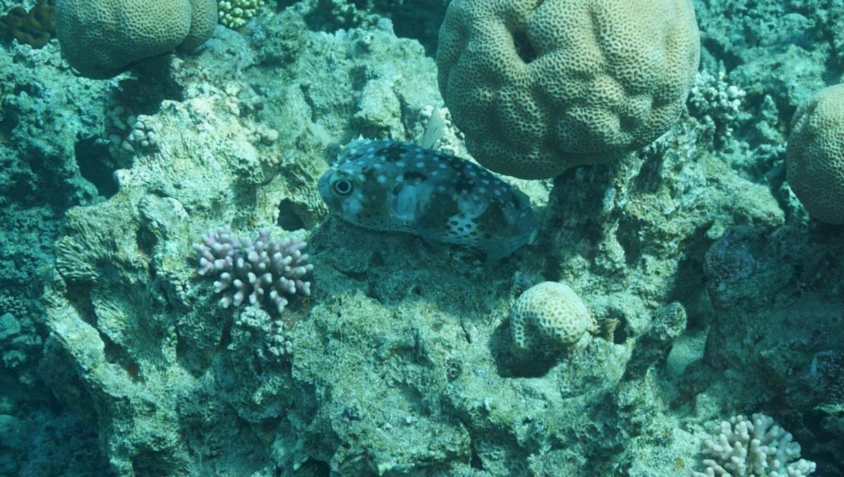 Bait Alaqaba Dive Center & Resort Екстер'єр фото