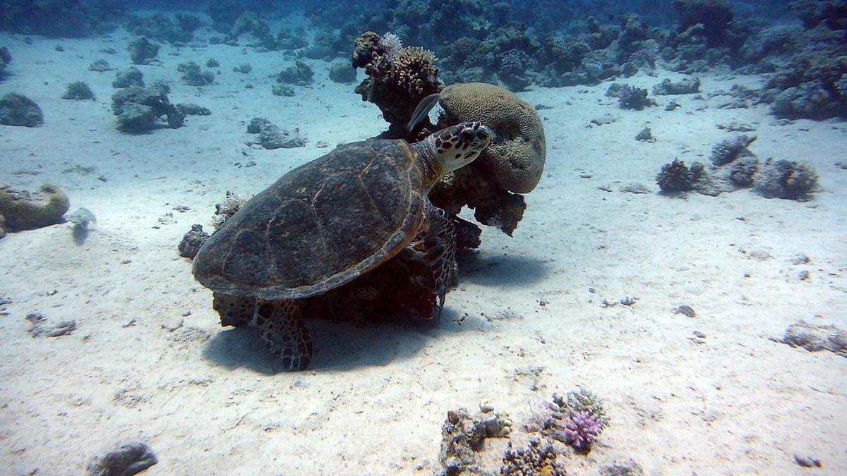 Bait Alaqaba Dive Center & Resort Екстер'єр фото