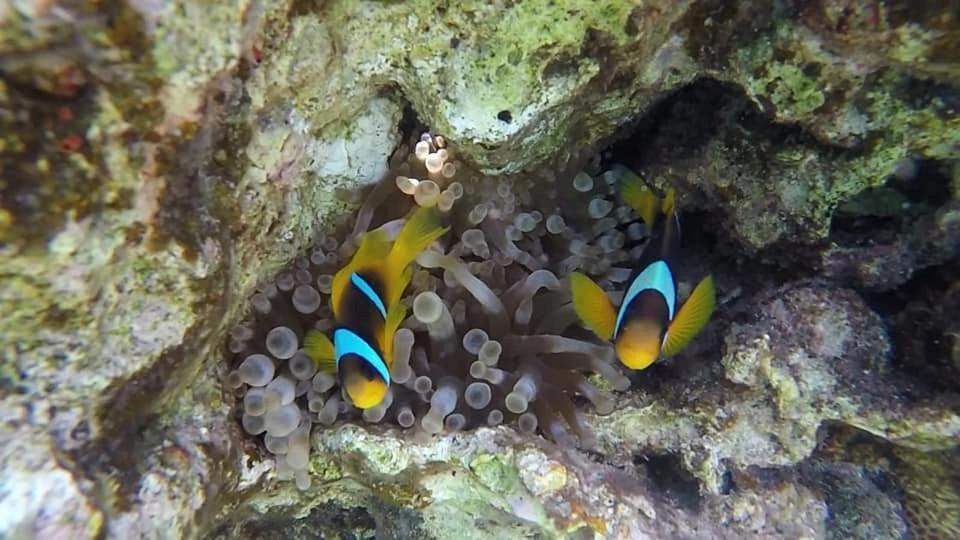Bait Alaqaba Dive Center & Resort Екстер'єр фото