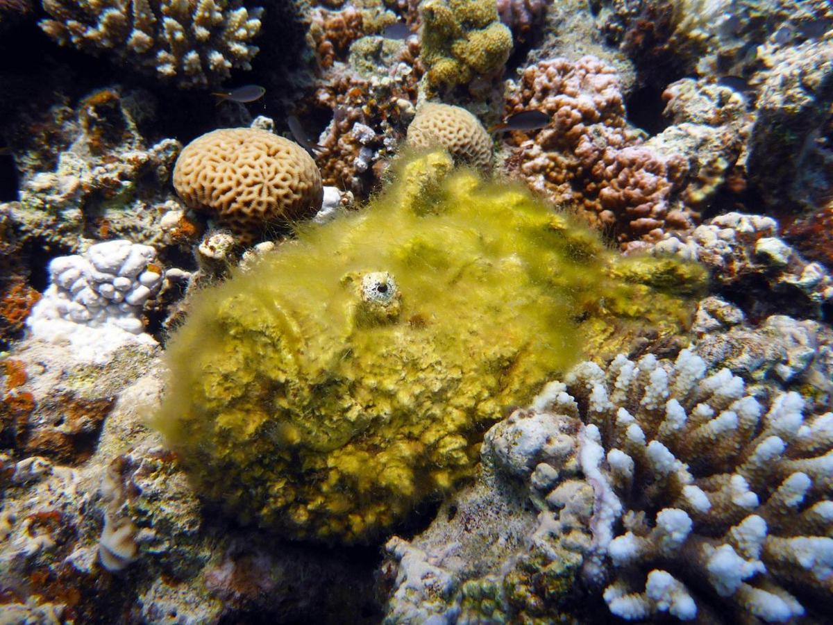 Bait Alaqaba Dive Center & Resort Екстер'єр фото