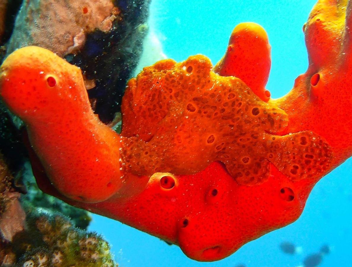 Bait Alaqaba Dive Center & Resort Екстер'єр фото